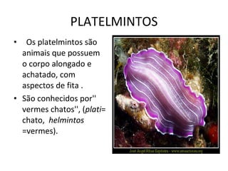 PLATELMINTOS    Os platelmintos são animais que possuem o corpo alongado e achatado, com aspectos de fita . São conhecidos por'' vermes chatos'', ( plati = chato,   helmintos  =vermes). 