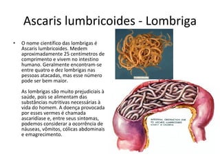Ascaris lumbricoides - Lombriga O nome científico das lombrigas é Ascaris lumbricoides. Medem aproximadamente 25 centímetros de comprimento e vivem no intestino humano. Geralmente encontram-se entre quatro e dez lombrigas nas pessoas atacadas, mas esse número pode ser bem maior.  As lombrigas são muito prejudiciais à saúde, pois se alimentam das substâncias nutritivas necessárias à vida do homem. A doença provocada por esses vermes é chamada ascaridíase e, entre seus sintomas, podemos considerar a ocorrência de náuseas, vômitos, cólicas abdominais e emagrecimento.  