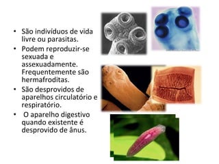 São indivíduos de vida livre ou parasitas. Podem reproduzir-se sexuada e assexuadamente. Frequentemente são hermafroditas.  São desprovidos de aparelhos circulatório e respiratório. O aparelho digestivo quando existente é desprovido de ânus. 