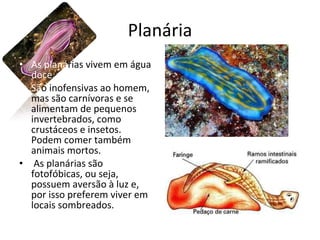 Planária As planá rias vivem em água  doce. Sã o inofensivas ao homem, mas são carnívoras e se alimentam de pequenos invertebrados, como crustáceos e insetos. Podem comer também animais mortos. As planárias são fotofóbicas, ou seja, possuem aversão à luz e, por isso preferem viver em locais sombreados. 
