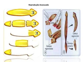 Reprodução Assexuada  