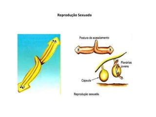 Reprodução Sexuada  