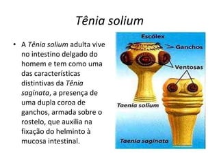 Tênia solium A  Tênia solium  adulta vive no intestino delgado do homem e tem como uma das características distintivas da  Tênia saginata , a presença de uma dupla coroa de ganchos, armada sobre o rostelo, que auxilia na fixação do helminto à mucosa intestinal. 
