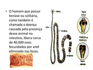 O homem que possui teníase ou solitária, como também é chamada a doença causada pela presença desse animal no intestino, libera cerca de 40.000 ovos fecundados por anel eliminado nas fezes. 