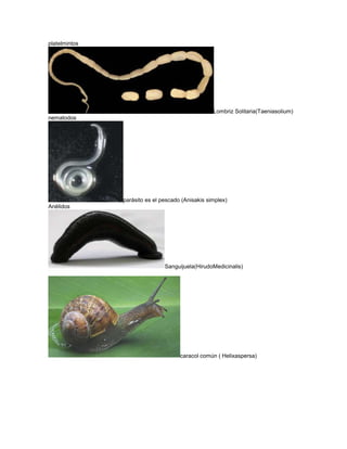 platelmintos




                                                  Lombriz Solitaria(Taeniasolium)
nematodos




               parásito es el pescado (Anisakis simplex)
Anélidos




                               Sanguijuela(HirudoMedicinalis)




                                     caracol común ( Helixaspersa)
 