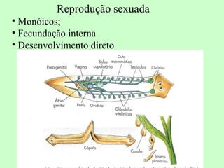 Reprodução sexuada
• Monóicos;
• Fecundação interna
• Desenvolvimento direto
 