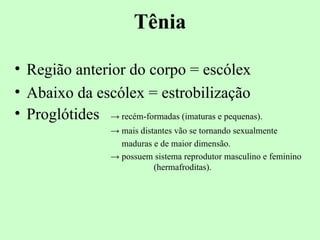 Tênia

• Região anterior do corpo = escólex
• Abaixo da escólex = estrobilização
• Proglótides → recém-formadas (imaturas e pequenas).
                    → mais distantes vão se tornando sexualmente
                      maduras e de maior dimensão.
                    → possuem sistema reprodutor masculino e feminino
                               (hermafroditas).
 