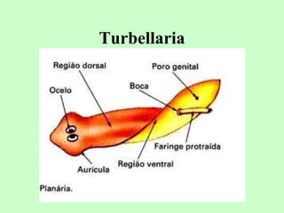Turbellaria
 