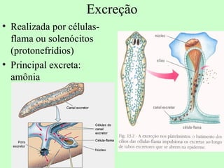 Excreção
• Realizada por células-
  flama ou solenócitos
  (protonefrídios)
• Principal excreta:
  amônia
 