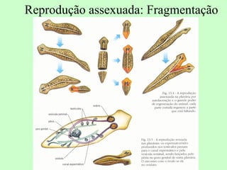 Reprodução assexuada: Fragmentação
 