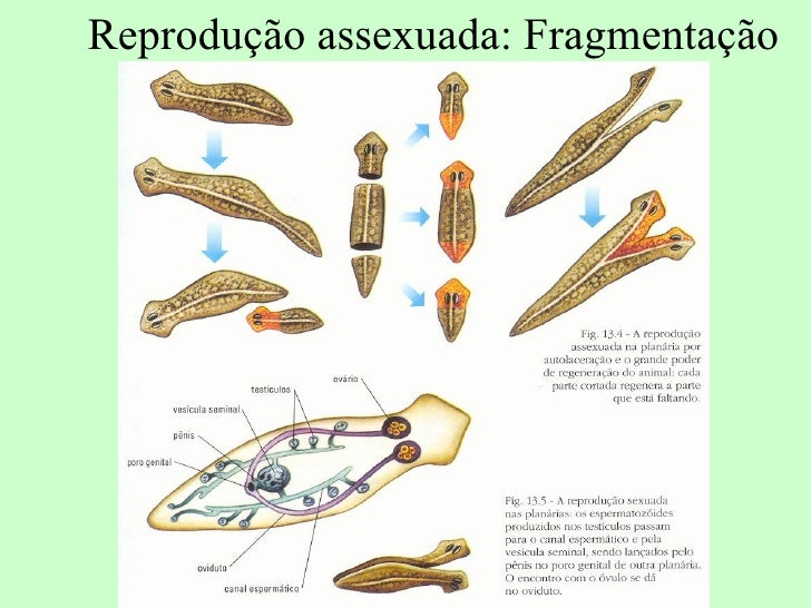 Platelmintos