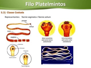 Filo Platelmintos
5.3) Classe Cestoda
   Representantes: Taenia saginata e Taenia solium
 
