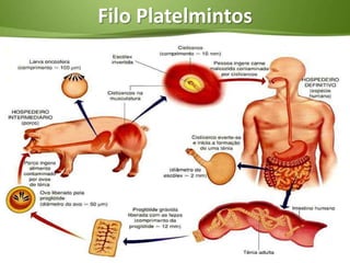 Filo Platelmintos
 