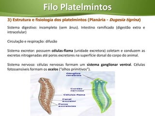 Filo Platelmintos
3) Estrutura e fisiologia dos platelmintos (Planária - Dugesia tigrina)
Sistema digestivo: incompleto (sem ânus). Intestino ramificado (digestão extra e
intracelular)

Circulação e respiração: difusão

Sistema excretor: possuem células-flama (unidade excretora) coletam e conduzem as
excretas nitrogenadas até poros excretores na superfície dorsal do corpo do animal.

Sistema nervoso: células nervosas formam um sistema ganglionar ventral. Células
fotossensíveis formam os ocelos (“olhos primitivos”).
 