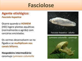 Fasciolose
Agente etiológico:
Fasciola hepatica

Ocorre quando o HOMEM
(HD) ingere plantas aquáticas
(normalmente o agrião) com
cercárias encistadas.            Fasciola hepatica - adulto

                                Lymnaea columella - caramujo
Os vermes desenvolvem-se no
fígado e se multiplicam nos
canais biliares.

Hospedeiro intermediário:
caramujo Lymnaea columella
 
