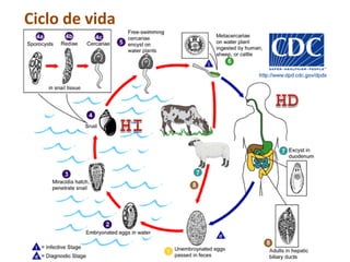 Ciclo de vida
 