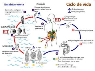 Cercária   Ciclo de vida



Biomphalaria




 Miracídeo
 