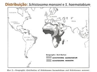 Distribuição: Schistosoma mansoni e S. haematobium
 