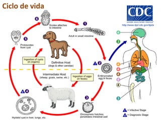 Ciclo de vida
 