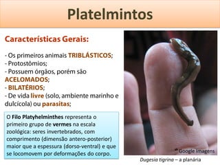 Platelmintos




O Filo Platyhelminthes representa o
primeiro grupo de vermes na escala
zoológica: seres invertebrados, com
comprimento (dimensão antero-posterior)
maior que a espessura (dorso-ventral) e que
                                                             ᔥ Google Imagens
se locomovem por deformações do corpo.
                                              Dugesia tigrina – a planária
 