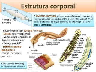 P
                    Estrutura corporal
                D
                              A SIMETRIA BILATERAL divide o corpo do animal em quatro
ᔥ Amabis    V                 regiões: anterior (A), posterior (P), dorsal (D) e ventral (V). A
                          A
& Martho                      partir bilateralidade é que permitiu-se a formação de uma
                              cabeça (cefalização)

- Revestimento com cutícula* e muco.
- Ocelos (fotorreceptores)
- Musculatura longitudinal,
transversal e circular
- Faringe protátil**
- Sistema nervoso
ganglionar e               eyespots
cordões nervosos
ventrais

* Nos vermes parasitas;
** Somente em planárias
 