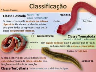 ᔥ Google Imagens
                         Classificação
                        kestos: ‘fita’               Taenia sp.
 Classe Cestoda         eidos: ‘semelhante’
 Se caracterizam pela ausência do sistema      Escólex                      Estróbilo
 digestório. Os alimentos são absorvidos
 pela pele. Todos os representantes desta                           Colo
 classe são parasitas internos.
                           ♂    Schistosoma sp.             Classe Trematoda
                                                       trematos: dotado de buracos
                          ventosa   Têm órgãos adesivos orais e ventrais que os fixam
                                           ao hospedeiro. São endo e ectoparasitas.
                         ♀
                                                           Possuem vida livre

O corpo coberto por uma epiderme (sem
cutícula) composta de células ciliadas com                                 Dugesia sp.
função sensorial e de locomoção.
Classe Turbellaria       Se locomove por turbilhões de água.
 