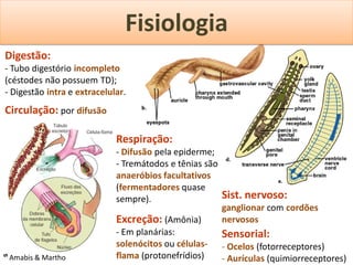 Fisiologia
Digestão:
- Tubo digestório incompleto
(céstodes não possuem TD);
- Digestão intra e extracelular.
Circulação: por difusão

                             Respiração:
                             - Difusão pela epiderme;
                             - Tremátodos e tênias são
                             anaeróbios facultativos
                             (fermentadores quase
                             sempre).                    Sist. nervoso:
                                                         ganglionar com cordões
                             Excreção: (Amônia)          nervosos
                             - Em planárias:             Sensorial:
                             solenócitos ou células-     - Ocelos (fotorreceptores)
ᔥ Amabis & Martho            flama (protonefrídios)      - Aurículas (quimiorreceptores)
 