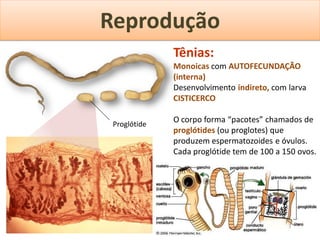 Reprodução
              Tênias:
              Monoicas com AUTOFECUNDAÇÃO
              (interna)
              Desenvolvimento indireto, com larva
              CISTICERCO

 Proglótide
              O corpo forma “pacotes” chamados de
              proglótides (ou proglotes) que
              produzem espermatozoides e óvulos.
              Cada proglótide tem de 100 a 150 ovos.
 