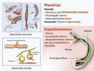 Planárias:
                       Sexuada:
                       - Monoicas com REPRODUÇÃO CRUZADA
                       - Fecundação interna
                       - Desenvolvimento direto
                       Assexuada: Fissura e regeneração.


                       Esquistossomas:               Macho
Reprodução assexuada   - Dioicas
                       - Fecundação interna
                       - Desenvolvimento indireto,
                       com larva MIRACÍDIO e
                       CERCÁRIA
                                          Fêmea


                           Canal ginecóforo


 Reprodução sexuada
 