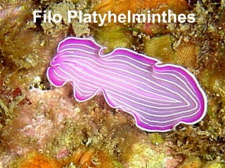 Filo Platyhelminthes
 