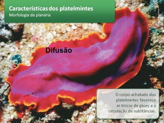 Difusão
 