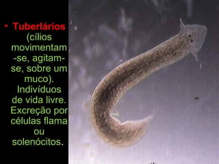 • Tuberlários
(cílios
movimentam
-se, agitam-
se, sobre um
muco).
Indivíduos
de vida livre.
Excreção por
células flama
ou
solenócitos.
 