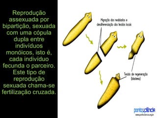 Reprodução
assexuada por
bipartição, sexuada
com uma cópula
dupla entre
indivíduos
monóicos, isto é,
cada indivíduo
fecunda o parceiro.
Este tipo de
reprodução
sexuada chama-se
fertilização cruzada.
 