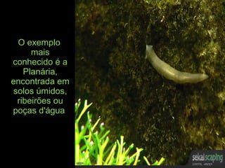 O exemplo
mais
conhecido é a
Planária,
encontrada em
solos úmidos,
ribeirões ou
poças d'água.
 
