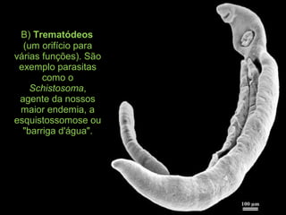 B) Trematódeos
(um orifício para
várias funções). São
exemplo parasitas
como o
Schistosoma,
agente da nossos
maior endemia, a
esquistossomose ou
"barriga d'água".
 