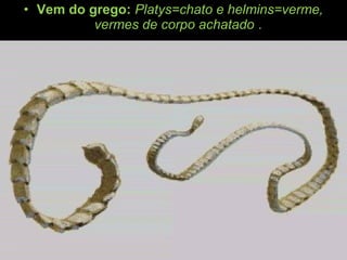 • Vem do grego: Platys=chato e helmins=verme,
vermes de corpo achatado .
 