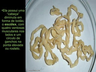 •Ela possui uma
“cabeça”
diminuta em
forma de botão,
o escólex, com
quatro ventosas
musculares nos
lados e um
circulo de
ganchos na
ponta elevada
ou rostelo.
 