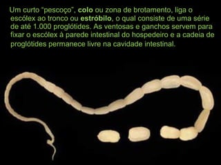 Um curto “pescoço”, colo ou zona de brotamento, liga o
escólex ao tronco ou estróbilo, o qual consiste de uma série
de até 1.000 proglótides. As ventosas e ganchos servem para
fixar o escólex à parede intestinal do hospedeiro e a cadeia de
proglótides permanece livre na cavidade intestinal.
 