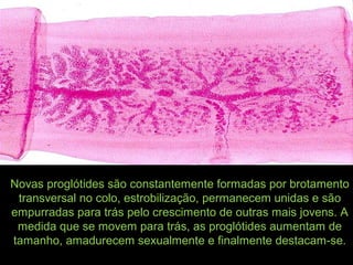 Novas proglótides são constantemente formadas por brotamento
transversal no colo, estrobilização, permanecem unidas e são
empurradas para trás pelo crescimento de outras mais jovens. A
medida que se movem para trás, as proglótides aumentam de
tamanho, amadurecem sexualmente e finalmente destacam-se.
 