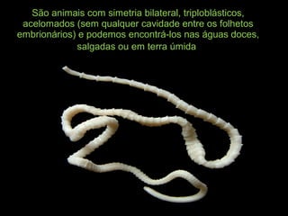 São animais com simetria bilateral, triploblásticos,
acelomados (sem qualquer cavidade entre os folhetos
embrionários) e podemos encontrá-los nas águas doces,
salgadas ou em terra úmida.
 