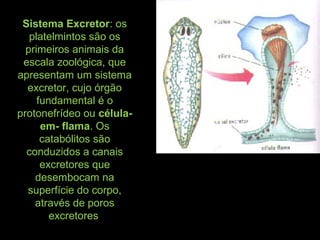 Sistema Excretor: os
platelmintos são os
primeiros animais da
escala zoológica, que
apresentam um sistema
excretor, cujo órgão
fundamental é o
protonefrídeo ou célula-
em- flama. Os
catabólitos são
conduzidos a canais
excretores que
desembocam na
superfície do corpo,
através de poros
excretores
 