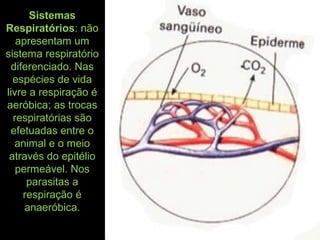 Sistemas
Respiratórios: não
apresentam um
sistema respiratório
diferenciado. Nas
espécies de vida
livre a respiração é
aeróbica; as trocas
respiratórias são
efetuadas entre o
animal e o meio
através do epitélio
permeável. Nos
parasitas a
respiração é
anaeróbica.
 
