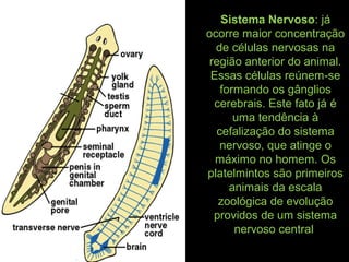 Sistema Nervoso: já
ocorre maior concentração
de células nervosas na
região anterior do animal.
Essas células reúnem-se
formando os gânglios
cerebrais. Este fato já é
uma tendência à
cefalização do sistema
nervoso, que atinge o
máximo no homem. Os
platelmintos são primeiros
animais da escala
zoológica de evolução
providos de um sistema
nervoso central
 