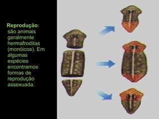 Reprodução:
são animais
geralmente
hermafroditas
(monóicos). Em
algumas
espécies
encontramos
formas de
reprodução
assexuada.
 