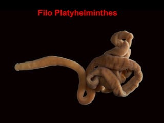 Filo Platyhelminthes
 