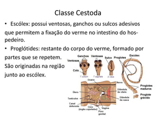 Classe Cestoda
• Escólex: possui ventosas, ganchos ou sulcos adesivos
que permitem a fixação do verme no intestino do hos-
pedeiro.
• Proglótides: restante do corpo do verme, formado por
partes que se repetem.
São originadas na região
junto ao escólex.
 
