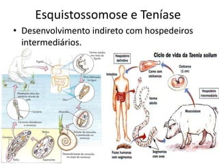 Esquistossomose e Teníase
• Desenvolvimento indireto com hospedeiros
intermediários.
 
