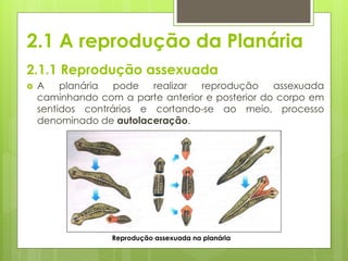 2.1 A reprodução da Planária
2.1.1 Reprodução assexuada
 A planária pode realizar reprodução assexuada
caminhando com a parte anterior e posterior do corpo em
sentidos contrários e cortando-se ao meio, processo
denominado de autolaceração.
Reprodução assexuada na planária
 