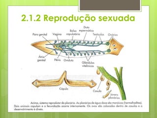  Em relação à reprodução sexuada a planária é
hermafrodita e a fecundação é recíproca.
 Um animal introduz o pênis no poro genital do outro, e os
espermatozoides fecundam os óvulos lançados pelos
ovários nos ovidutos.
 Os ovos ficam dentro de casulos nos quaias há células com
substâncias nutritivas, o vitelo, que fornece alimento para o
embrião.
 O ovos originam uma nova planária (desenvolvimento
direto), mas nos parasitas há formação de larvas
(desenvolvimento indireto).
2.1.2 Reprodução sexuada
 