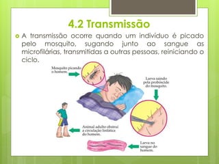 4.2 Transmissão
 A transmissão ocorre quando um indivíduo é picado
pelo mosquito, sugando junto ao sangue as
microfilárias, transmitidas a outras pessoas, reiniciando o
ciclo.
 